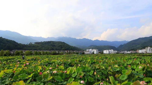 情系森林 綠滿鄉(xiāng)村 湖南省國家級(jí)森林鄉(xiāng)村風(fēng)光掠影 四